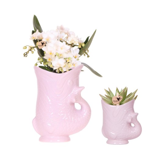 Kolibri Orchids | Set Witte Orchidee Nazaré & Roze Succulent | Ø9cm & Ø6cm
