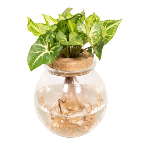 Syngonium Pixie in konvexem Glas | Pflanze in Glaskugel | Ø12 cm - 30 cm