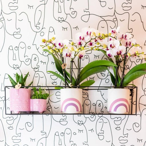 Kolibri Orchids | witte Phalaenopsis orchidee potmaat Ø9cm | Gibraltar | bloeiende kamerplant - vers van de kweker