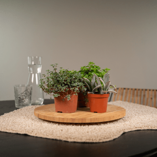 Everpring - Succulent mix - 18 pieces - 10 cm - Ø8.5