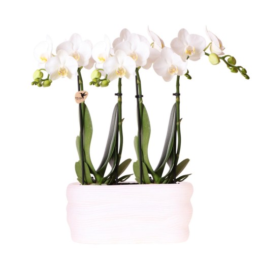 Kolibri Orchids | Witte orchideeënset in Como dish incl. waterreservoir | twee witte Amabilis orchideeën 9cm