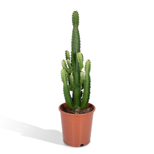 Euphorbia Acruensis | Cowboy Cactus  Ø24cm - 60cm | Makkelijke Kamerplant