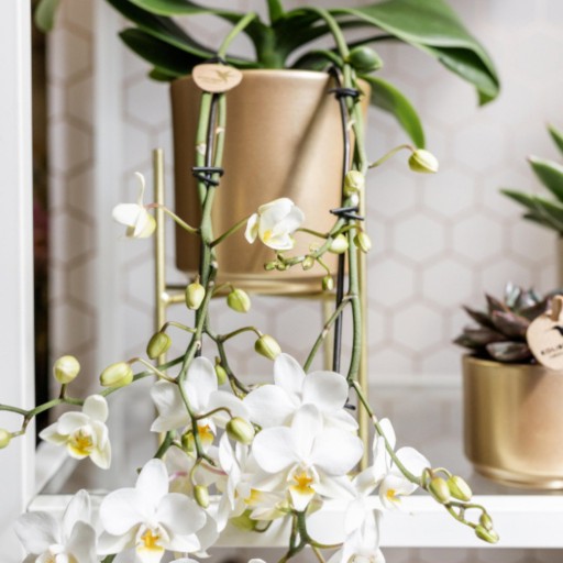 Kolibri Home | Plantenstandaard - Gouden metalen planten verhoging Ø12cm