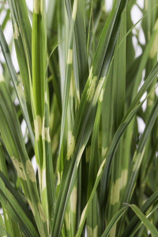 Miscanthus sinensis Strictus - Ø23cm - ↕60cm - Ø19 - ↨50cm