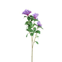 Garden Flower Purple Azalea With Leaves