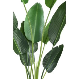 Leaves Plant Green PE Real Touch Strelitzia M