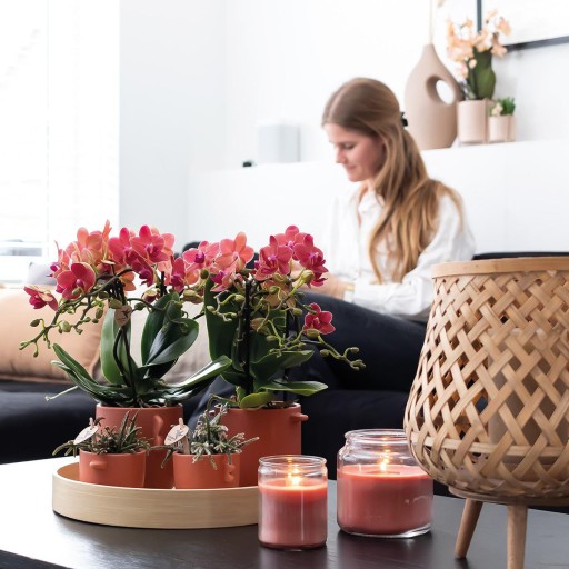 Kolibri Orchids | COMBI DEAL van 2 rode Phalaenopsis orchideeën - Congo - potmaat Ø9cm bloeiende kamerplant - vers van de kweker