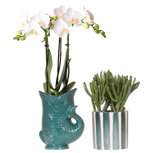 Kolibri-orchideeën | Set van witte orchidee Amabilis in Vispot groen en vetplant in Painted Stripe pot groen - potmaat Ø9cm | bloeiende kamerplant - vers van de kweker