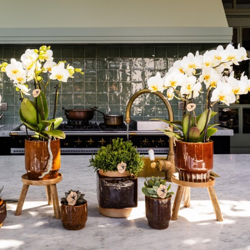 Kolibri Home | Plantenstandaard - Houten planten verhoging Ø12cm