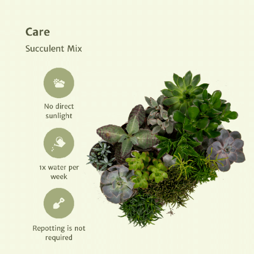 Everpring - Succulent mix - 18 pieces - 10 cm - Ø8.5