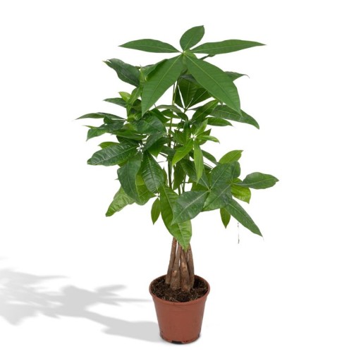 Pachira Aquatica | Geld Boom/ Money Tree  | Kamerplant Ø14cm - 50cm