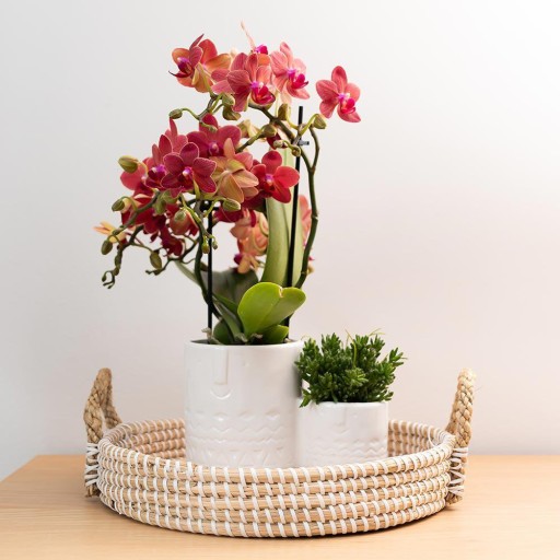 Kolibri Orchids | rode Phalaenopsis orchidee potmaat Ø9cm | Congo | bloeiende kamerplant - vers van de kweker