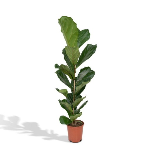 Ficus Lyrata | Tabaksplant Ø21cm - 100cm | Makkelijke Kamerplant