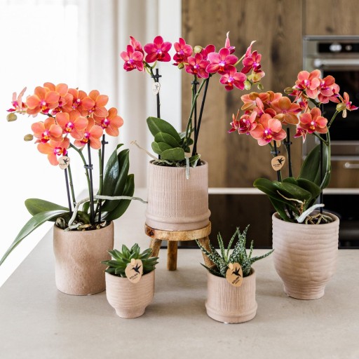 Kolibri Home | Plantenstandaard - Houten planten verhoging Ø12cm