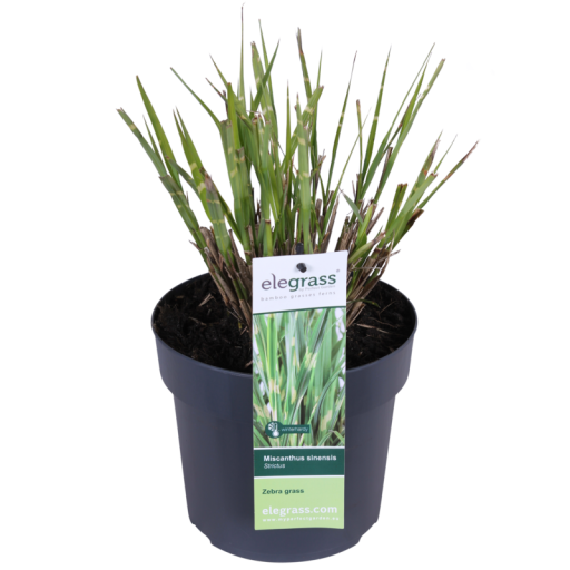 Miscanthus sinensis Strictus - Ø23cm - ↕60cm - Ø19 - ↨50cm