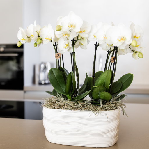 Kolibri Orchids | Witte orchideeënset in Como dish incl. waterreservoir | twee witte Amabilis orchideeën 9cm