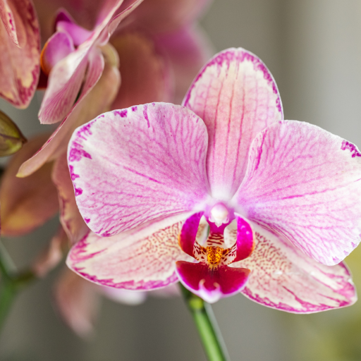 Kolibri Orchids | COMBI DEAL van 4 Phalaenopsis orchideeën - Pirate Picotee - potmaat Ø12cm | bloeiende kamerplant - vers van de kweker 12.0