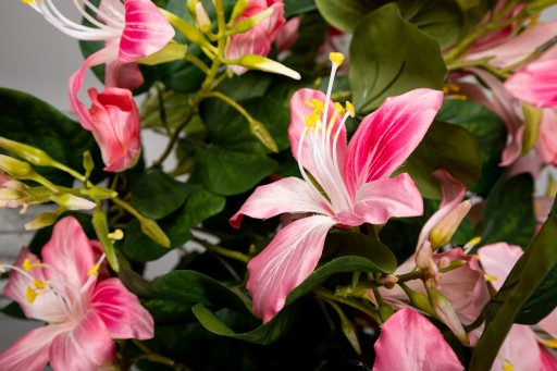 Garden Flower Pink Bauhinia Spray With Leaves