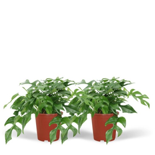 Monstera Minima | Gatenplant 2 Stuks Ø15 cm - 25 cm | Onderhoudsvriendelijk