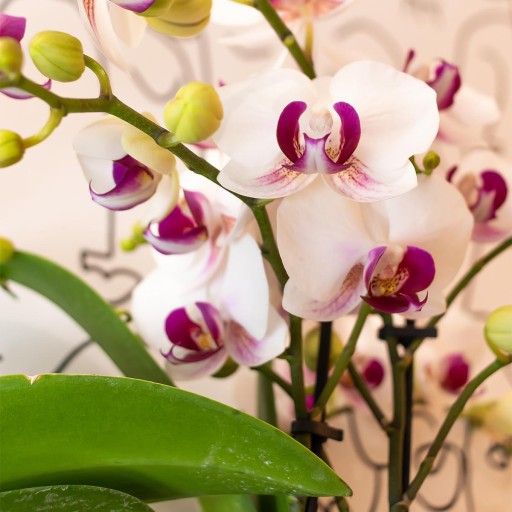 Kolibri Orchids | witte Phalaenopsis orchidee potmaat Ø9cm | Gibraltar | bloeiende kamerplant - vers van de kweker