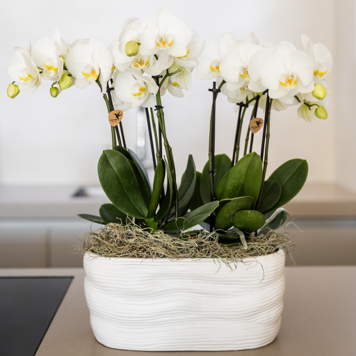 Kolibri Orchids | Witte orchideeënset in Como dish incl. waterreservoir | twee witte Amabilis orchideeën 9cm