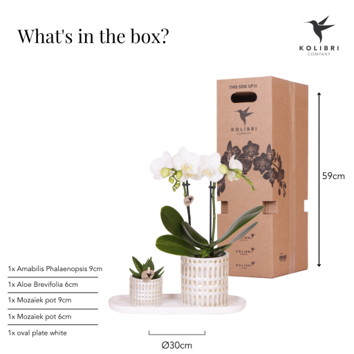 Kolibri Company | Plantenset Le Chic small | Witte Phalaenopsis Orchidee Amabilis en Succulent incl. keramieken sierpotten op crème organisch dienblad