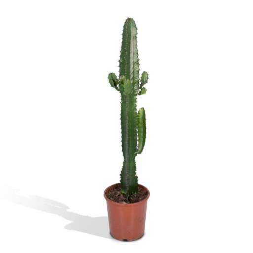 Euphorbia Acrurensis | Cactus | Ø17cm - 50cm