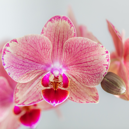 Kolibri Orchids | COMBI DEAL van 4 Phalaenopsis orchideeën - Pirate Picotee - potmaat Ø12cm | bloeiende kamerplant - vers van de kweker 12.0