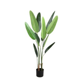 Tree Green Leaf Ravenala In Black Pot S