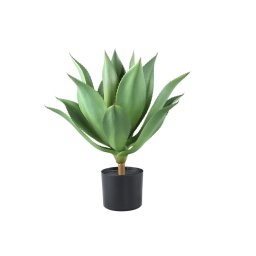 Leaves Plant Green Agave In Plastic Pot