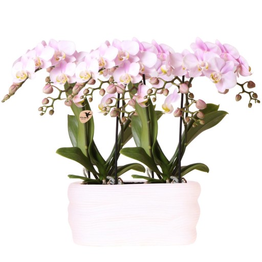 Kolibri Orchids | Roze orchideeënset in Como dish incl. waterreservoir | twee roze Portugal orchideeën 9cm