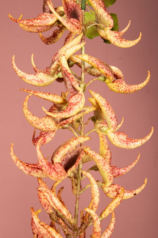 Leaves Plant Orange Strongylondon Spray