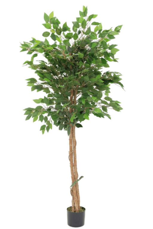 Artificial Ficus 150cm