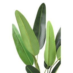 Tree Green Leaf Ravenala In Black Pot S