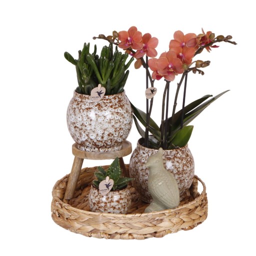 Kolibri Company | Gift set Untamed Nature | Plantenset met rode Phalaenopsis Orchidee en Succulenten incl. keramieken sierpotten