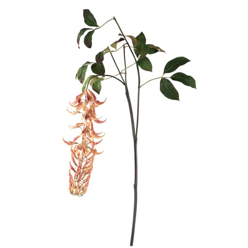 Leaves Plant Orange Strongylondon Spray