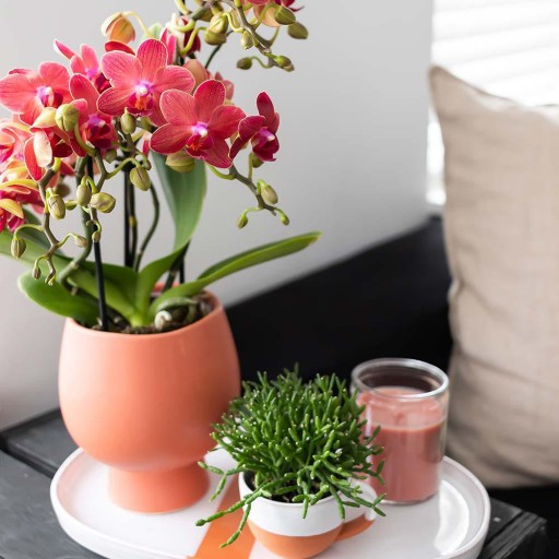 Kolibri Orchids | rode Phalaenopsis orchidee potmaat Ø9cm | Congo | bloeiende kamerplant - vers van de kweker