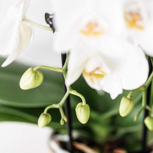 Kolibri Orchids | Witte orchideeënset in Como dish incl. waterreservoir | drie witte Niagara Falls orchideeën 12cm | Mono Bouquet wit met zelfvoorzienend waterreservoir