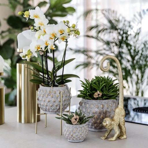 Kolibri Home | Plantenstandaard - Gouden metalen planten verhoging Ø12cm