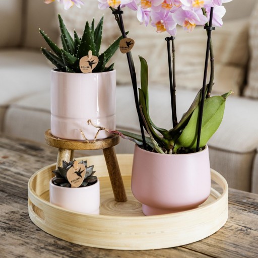 Kolibri Home | Plantenstandaard - Houten planten verhoging Ø12cm
