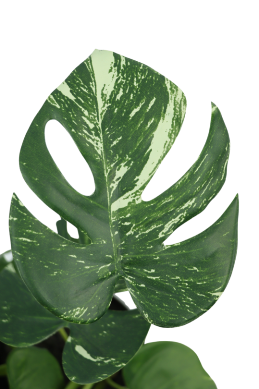 Monstera Artificial plant 40cm