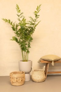 Artificial Palm Fern 160cm