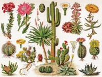 New York Puzzle Company Cacti ~ Cactus - 1000 pieces