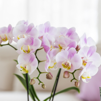 Kolibri Orchids | Roze orchideeënset in Como dish incl. waterreservoir | twee roze Portugal orchideeën 9cm