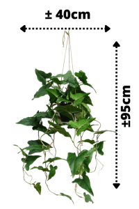 Typhonium Artificial Hanging Plant 95cm