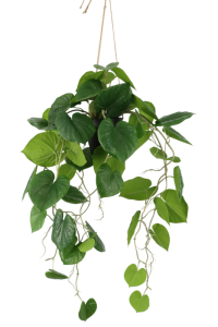 Neocheiropteres Artificial hanging plant 80cm