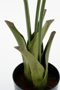 Fish tail Palm Artificial Plant in Pot - H150 x Ø100 cm - Green