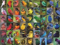 New York Puzzle Company Rainbow of Birds - 1000 pieces