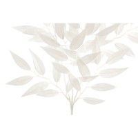 Leaves Plant White Smilax Spray