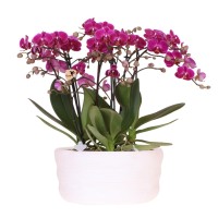Kolibri Orchids | paarse orchideeënset in Como dish incl. waterreservoir | drie paarse orchideeën Morelia 9cm | Mono Bouquet paars met zelfvoorzienend waterreservoir